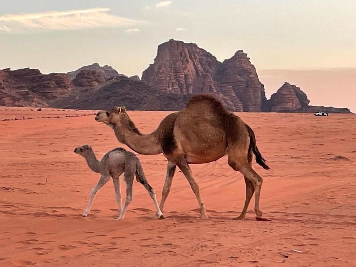 Hotel Orbit Camp à Wadi Rum Extérieur photo
